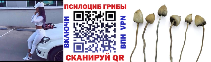 Галлюциногенные грибы Psilocybine cubensis  Купить где  Барабинск 